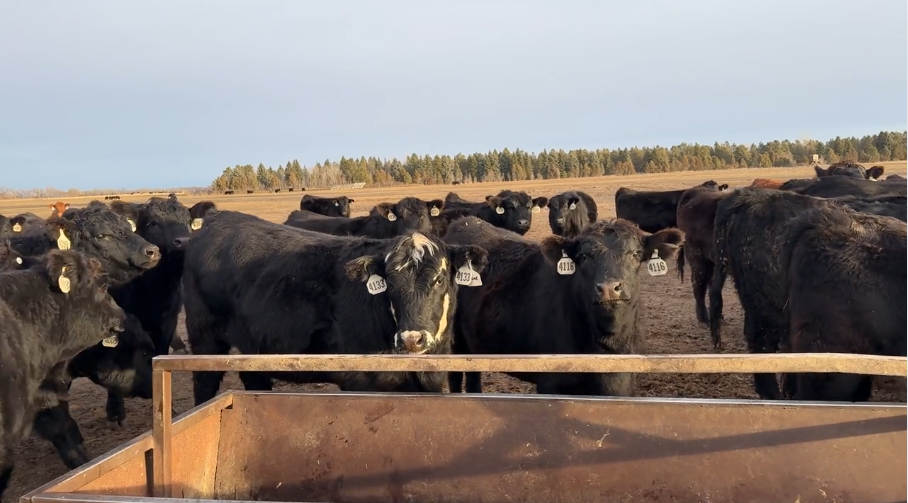 April-May calving, Mostly home raised, 1100lbs, END OF THE YEAR FIND!-BH1217E5